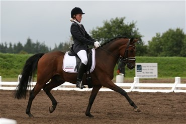 Dressurponyerne godt fra start