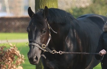 Painted Black i bedring