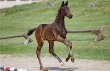 Dyreste trakehnerf&oslash;l til 37.000 euro