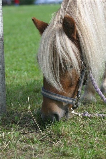 Kr&aelig;vede erstatning for sent