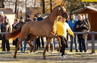 Danskavlet pr&aelig;miehingst i Verden