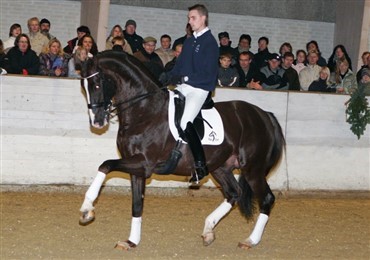 Don Schufro skaber sensation i ridehesteavlen
