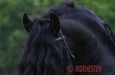 Dansk Frieserstutteri i verdenstoppen