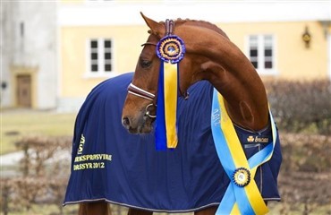 Dansk succes i svensk avlschampionat