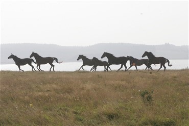Mustanger i Danmark