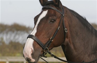 Grand Prix uden bid?