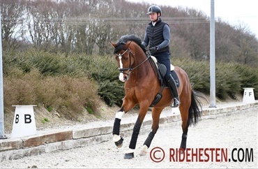F&aring; gode tips til at tr&aelig;ne galoppen (video)