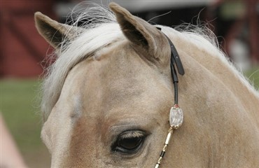 Top Horse of the Year 2011