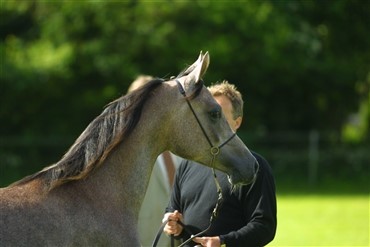Dramatik og sk&oslash;nhed ved arabernes VM 