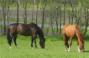 Hest alligevel ikke skudt