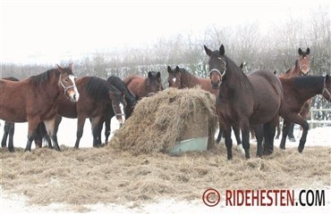 Hvad kendetegner en hest med maves&aring;r?