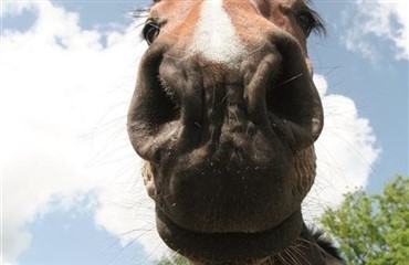 Hestens lugtesans