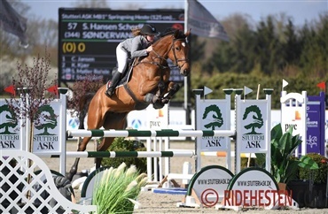 Scherff 6'er i 150 cm Grand Prix