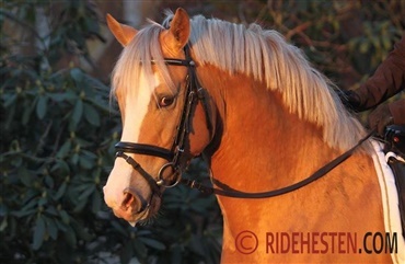 Ponyens uddannelse del 1