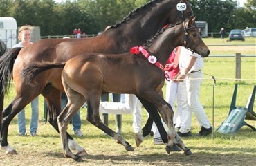 F&oslash;lskue i Sdr. Hygum