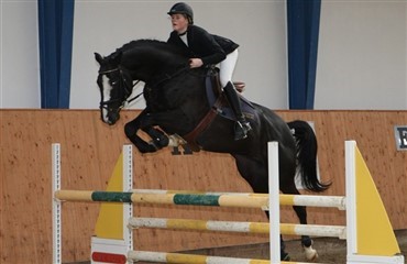 Trakehnerhingst k&aring;ret i Holsten