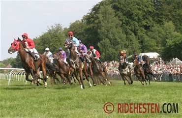 Hingst til 100 mio. pund