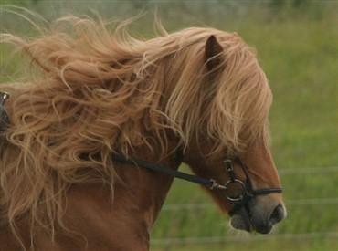 Hestefans l&aelig;rte om opdragelse