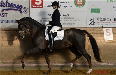 Dansk Varmblods egnethedstests starter nu