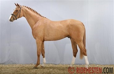 Dansk hingst solgt tll USA