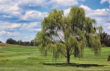 Kan pilebark hj&aelig;lpe hesten?