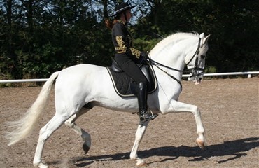 Vellykket Hestival 2009