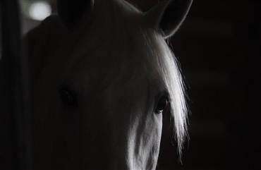 Heste gavner som terapi (Video)