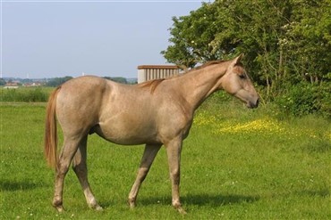 Hest maler kunstv&aelig;rker