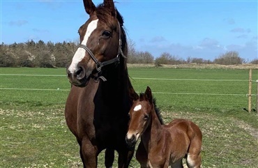 Facebook hjalp Anne-Mettes moderl&oslash;se f&oslash;l