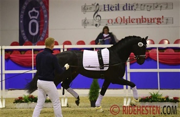 Danskejede hingste pyntede i Oldenburg
