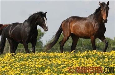 Dyrenes Beskyttelse mod &aelig;ndringer i hesteloven