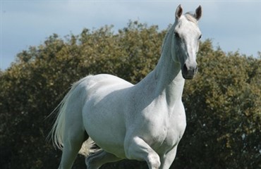 Matiné skal v&aelig;re avlshoppe