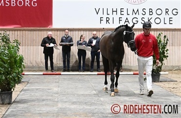 50 dressurhingste til bed&oslash;mmelse