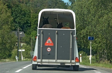To heste i voldsomt f&aelig;rdselsuheld