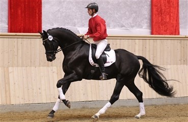 Auktionsheste med succes