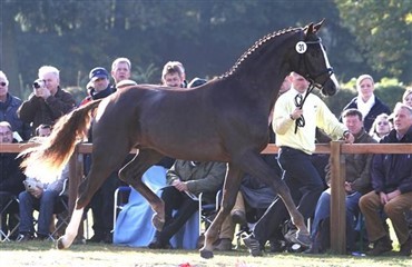 Velbes&oslash;gt DV-arrangement hos Blue Hors
