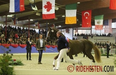 Ny millionhingst til Helgstrand Dressage