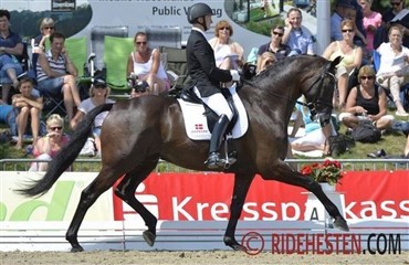 Opr&aring;b til tidligere UVM-heste p&aring; 7-8 &aring;r