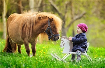 &Aring;rets hest: En blind 30 &aring;r gammel miniature pony
