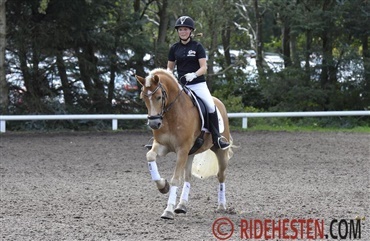 Haflinger var publikumsfavorit hos TIKA