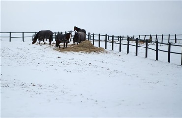 Skal heste sove inde om vinteren?