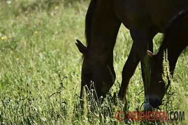 S&aring; p&aring; gr&aelig;s 