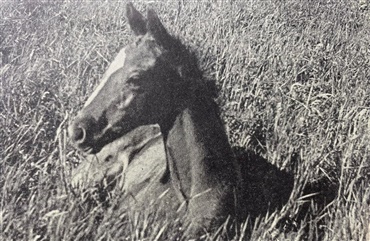 1948: En hippologisk tidsrejse