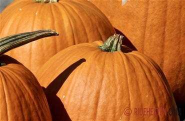 Halloween-hygge: Hesten kan ogs&aring; f&aring; gr&aelig;skar