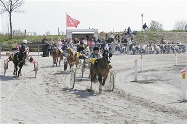 Danske hesteejere flager ud 