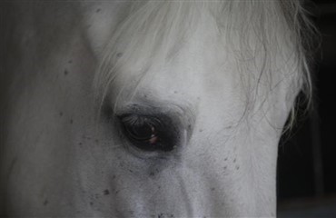 Nordjyllands Politi vil aflive 4 raske heste