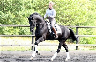 Dressurhingsten Hoftanz til Danmark