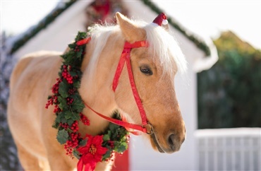 En hest i julegave