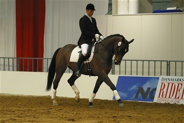 Aalestrup med DRF-championats-kval. for ungheste 
