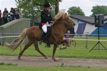 Tilmelding til DM for islandske heste